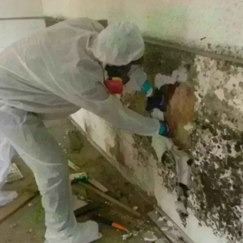 Mold Remediation and Removal in Tracy City, TN